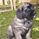 Gundi (Adelgunde Magic), Blaues Halsband